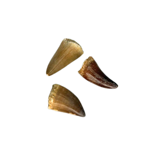 Mosasaur Tooth Fossil
