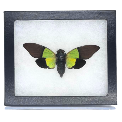 Riker-Mounted Green Leaf Cicada Specimen