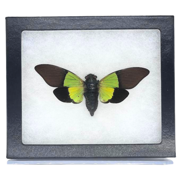 Riker-Mounted Green Leaf Cicada Specimen