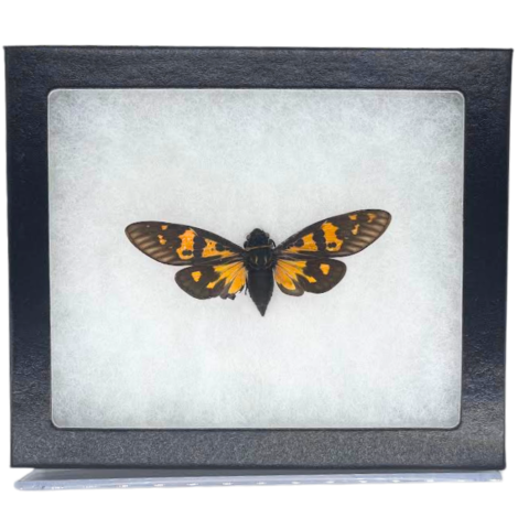 Riker-Mounted Butterfly and Cicada Specimen
