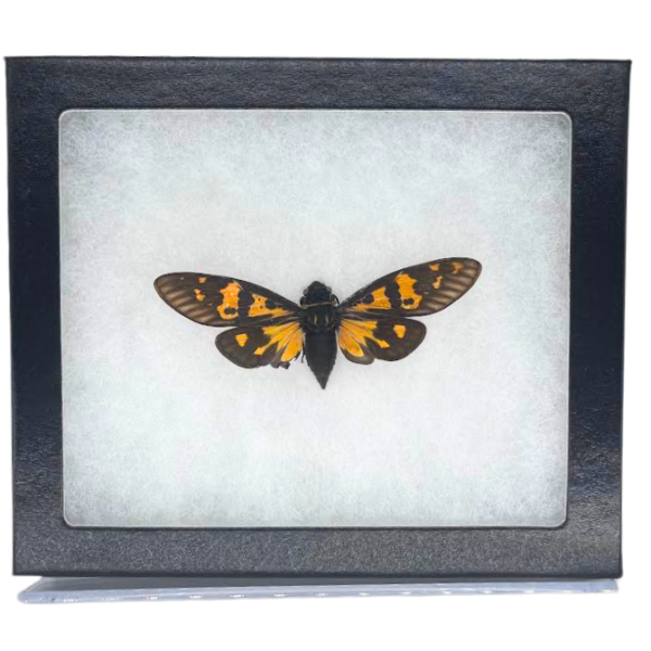 Riker-Mounted Butterfly and Cicada Specimen