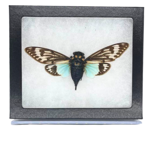 Riker-Mounted Blue Cicada Specimen