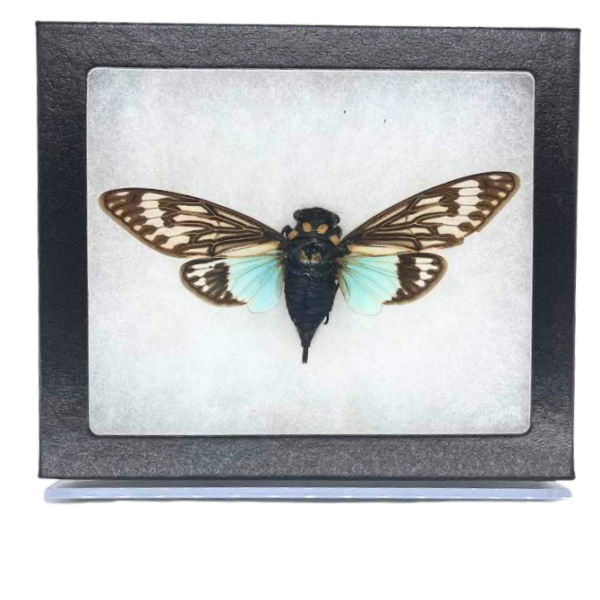 Riker-Mounted Blue Cicada Specimen