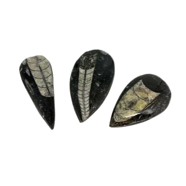 Orthoceras Fossil – Large