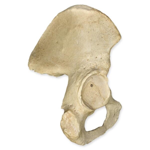 Real Human Hip Bone (Innominate)
