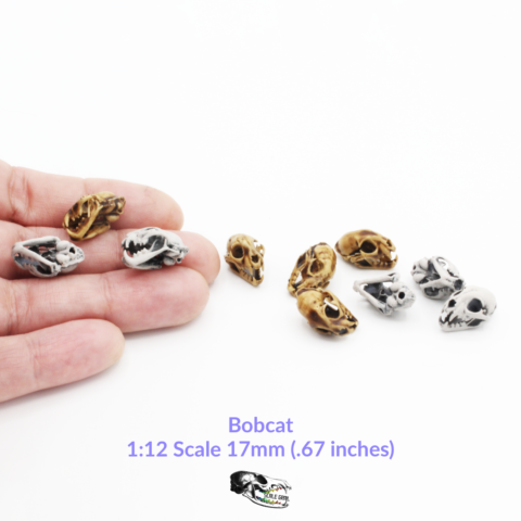 Bobcat Skull Replica - 1:12 Scale (Set of 5)