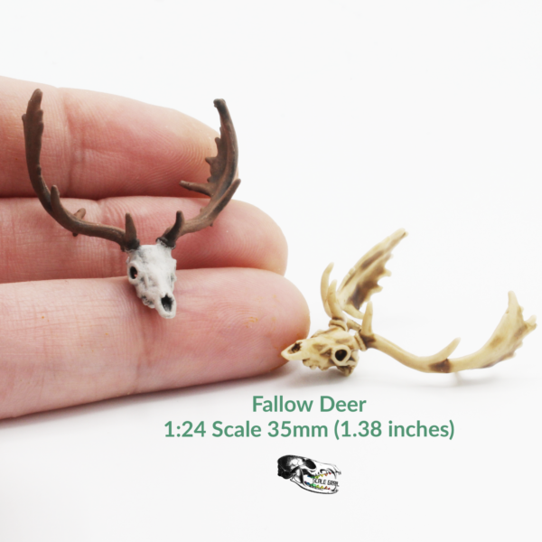 Fallow Deer Skull Replica – 1:24 Scale