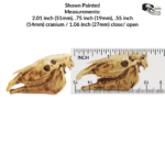 Horse Skull Replica – 1:12 Scale