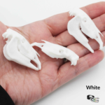 Horse Skull Replica – 1:12 Scale