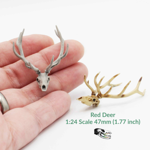 Red Deer Skull Replica – 1:24 Scale