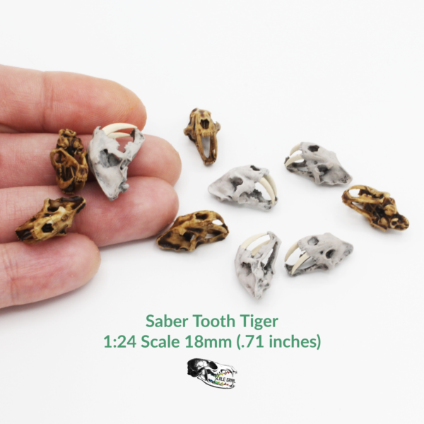 Saber-Toothed Tiger Skull Replica – 1:24 Scale (Set of 5)