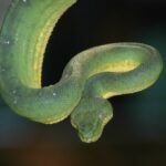 Emerald Tree Boa Snake Skull Replica