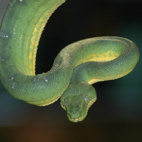 Emerald Tree Boa Snake Skull Replica