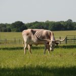 Texas Longhorn Skull Replica – 1:24 Scale