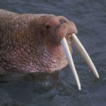 Walrus Skull Replica
