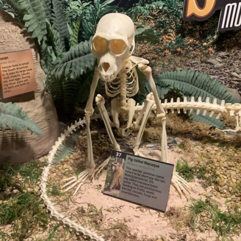 Real Southern Pig-tailed Macaque Skeleton - Articulated