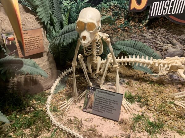 Real Southern Pig-tailed Macaque Skeleton – Articulated