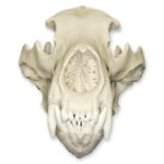 Replica Kodiak Grizzly Bear Skull