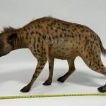  Real Taxidermy Vintage Spotted Hyena (Crocuta crocuta)