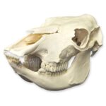 Real Domestic Cow Skull