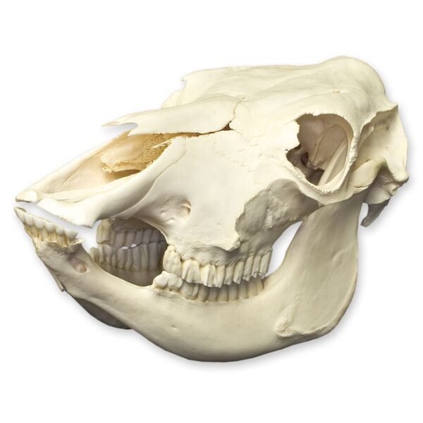 Real Domestic Cow Skull – 13.5 lb