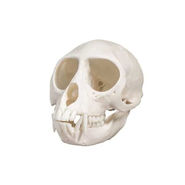 Real Vervet Monkey Skull – Female