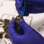 Owl Pellet Kit