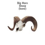 Bighorn Sheep Skull Replica – 1:12 Scale