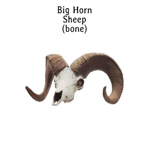 Bighorn Sheep Skull Replica - 1:12 Scale