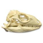Real Green Iguana Skull