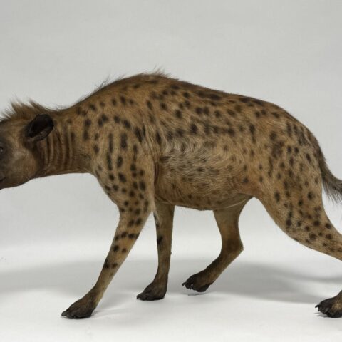  Real Taxidermy Vintage Spotted Hyena (Crocuta crocuta)