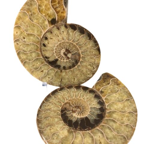Fossil Ammonite Split Pair