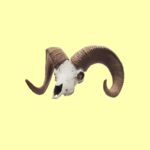 Bighorn Sheep Skull Replica – 1:12 Scale
