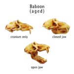 Baboon Skull Replica – 1:6 Scale