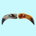 American Flamingo Skull Replica – 1:6 Scale