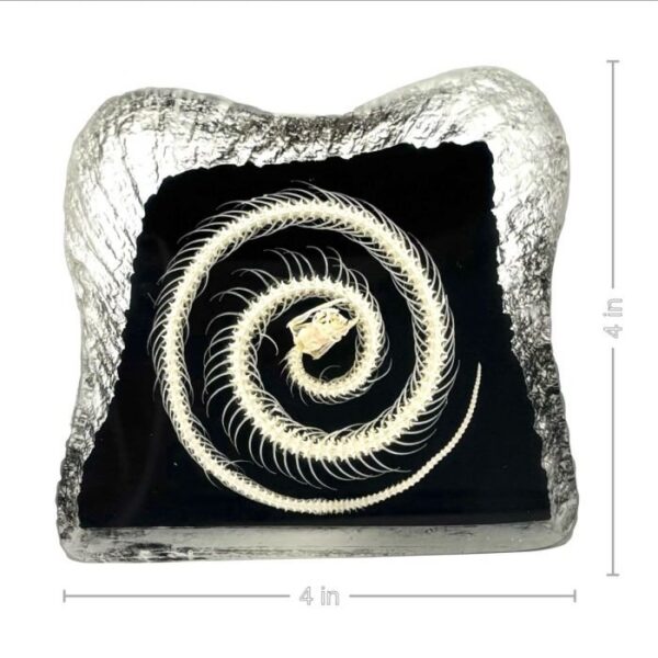 Real Snake Skeleton in Acrylic – Textured