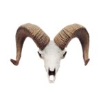 Bighorn Sheep Skull Replica – 1:12 Scale