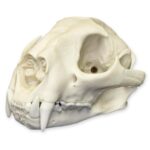 Replica Mountain Lion Skull – Male