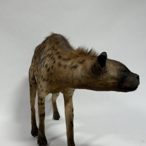  Real Taxidermy Vintage Spotted Hyena (Crocuta crocuta)