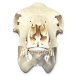 Real Domestic Cow Skull