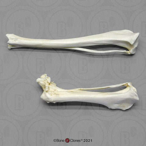 Coyote Tibia-Fibula pair-Comparative Pathology