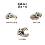Baboon Skull Replica – 1:6 Scale