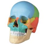Replica Didactical Osteopathic Human Skull – 22 Pieces