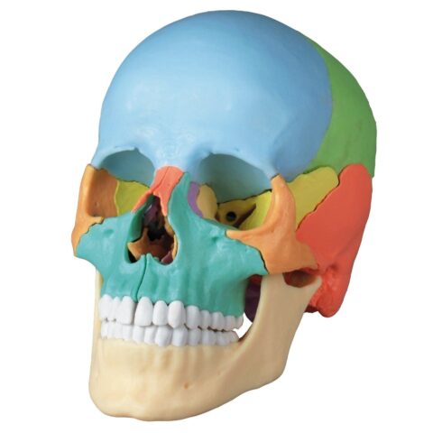 Replica Didactical Osteopathic Human Skull - 22 Pieces