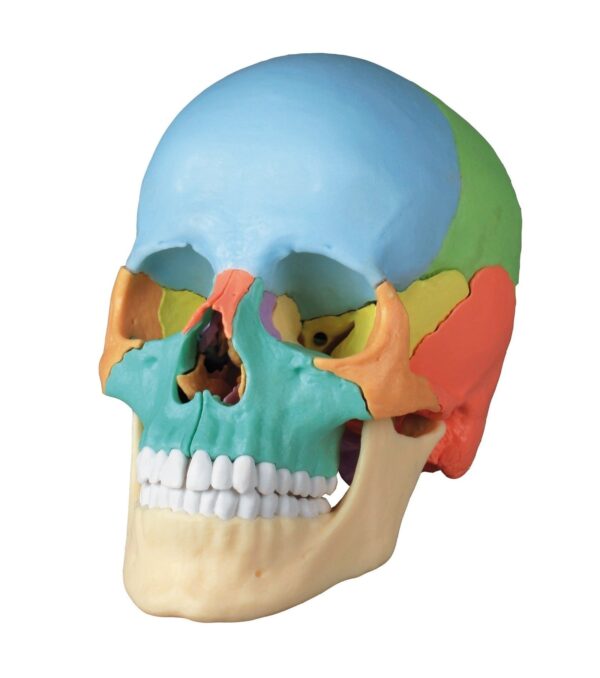 Replica Didactical Osteopathic Human Skull – 22 Pieces