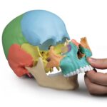 Replica Didactical Osteopathic Human Skull – 22 Pieces