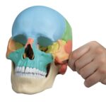 Replica Didactical Osteopathic Human Skull – 22 Pieces