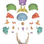 Replica Didactical Osteopathic Human Skull – 22 Pieces