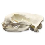Replica Northern Fur Seal Skull (Male)