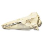 Replica Beluga Whale Skull